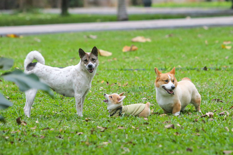 Chỉ đạo, điều hành của Chính phủ, Thủ tướng Chính phủ ngày 04/11/2025- Ảnh 4. Chỉ đạo, điều hành của Chính phủ, Thủ tướng Chính phủ ngày 04/11/2025- Ảnh 4.