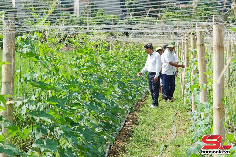 Tín dụng chính sách-động lực giảm nghèo bền vững ở Sơn La- Ảnh 2.