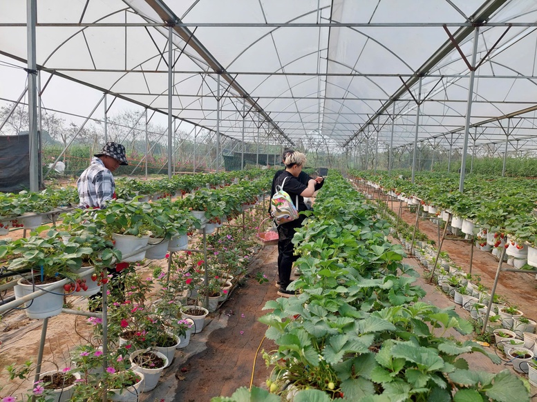 Hợp tác xã nông nghiệp Thủ đô–động lực quan trọng thúc đẩy phát triển kinh tế nông thôn- Ảnh 2. Hợp tác xã nông nghiệp Thủ đô–động lực quan trọng thúc đẩy phát triển kinh tế nông thôn- Ảnh 2.