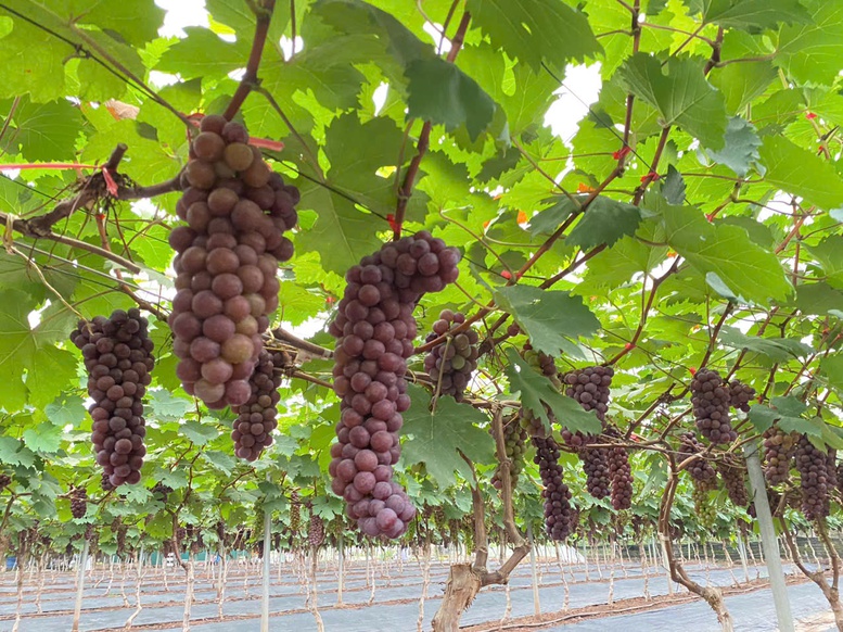 Hợp tác xã nông nghiệp Thủ đô–động lực quan trọng thúc đẩy phát triển kinh tế nông thôn- Ảnh 3. Hợp tác xã nông nghiệp Thủ đô–động lực quan trọng thúc đẩy phát triển kinh tế nông thôn- Ảnh 3.