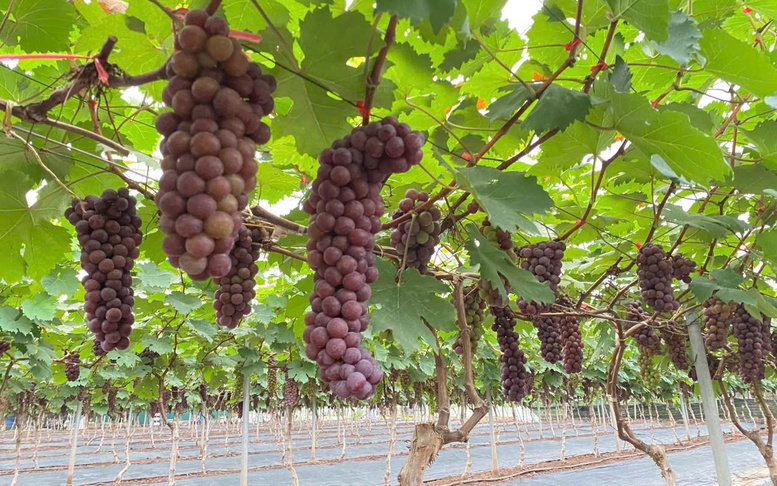 Hợp tác xã nông nghiệp Thủ đô–động lực quan trọng thúc đẩy phát triển kinh tế nông thôn