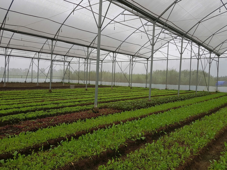 Hợp tác xã nông nghiệp Thủ đô–động lực quan trọng thúc đẩy phát triển kinh tế nông thôn- Ảnh 1. Hợp tác xã nông nghiệp Thủ đô–động lực quan trọng thúc đẩy phát triển kinh tế nông thôn- Ảnh 1.