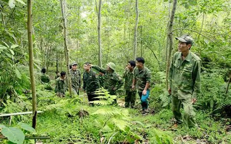 Mã số vùng trồng - nền tảng cho lâm nghiệp hiện đại và minh bạch