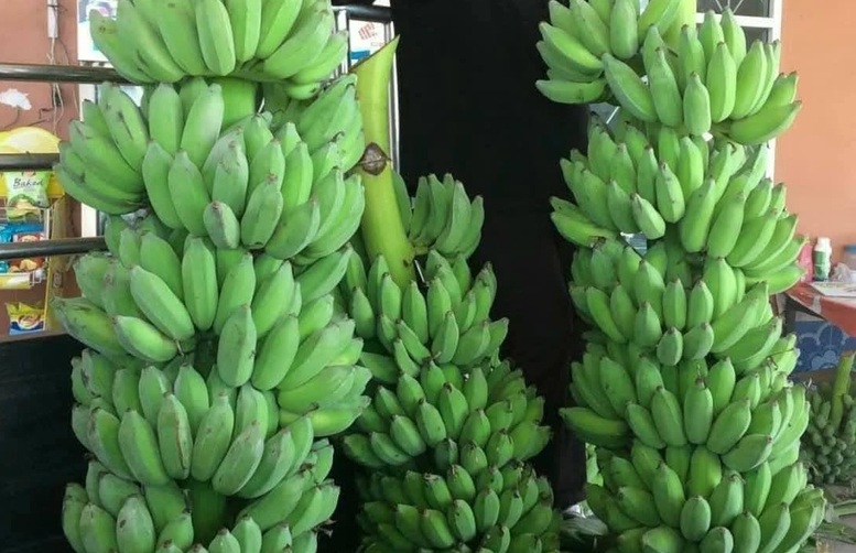 Xuất khẩu chuối của Việt Nam hoàn toàn có thể chạm mốc 1 tỷ USD- Ảnh 2. Xuất khẩu chuối của Việt Nam hoàn toàn có thể chạm mốc 1 tỷ USD- Ảnh 2.