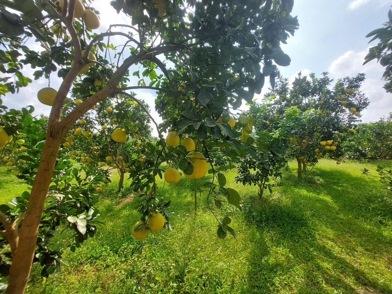 Bắc Ninh bứt phá trong xây dựng nông thôn mới: Diện mạo đổi thay, đời sống người dân được nâng cao- Ảnh 2. Bắc Ninh bứt phá trong xây dựng nông thôn mới: Diện mạo đổi thay, đời sống người dân được nâng cao- Ảnh 2.