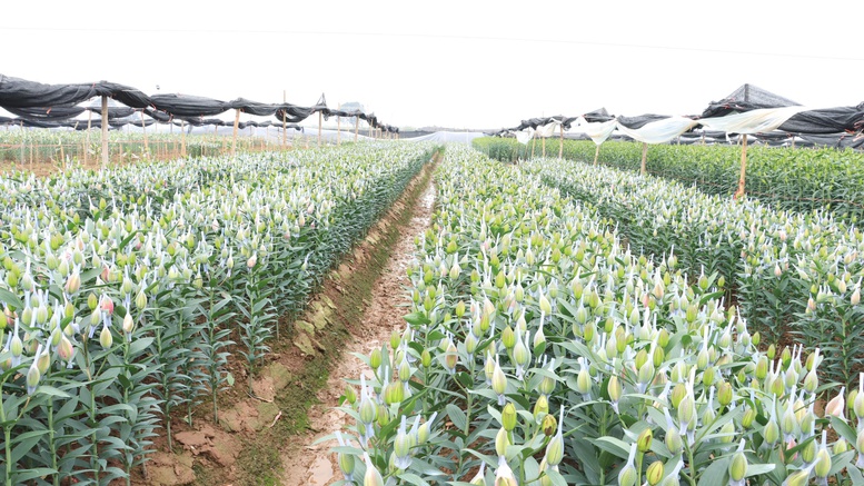 Giảm phát thải trong trồng trọt: Bảo vệ môi trường, phát triển bền vững- Ảnh 1.