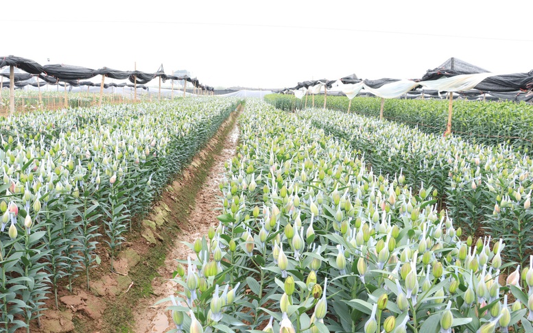 Giảm phát thải trong trồng trọt: Bảo vệ môi trường, phát triển bền vững