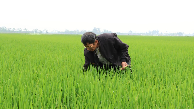 Giảm phát thải trong trồng trọt: Bảo vệ môi trường, phát triển bền vững- Ảnh 2.