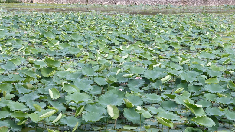 Dự án khuyến nông tạo đà cho phát triển nông nghiệp gắn với làng nghề- Ảnh 2.