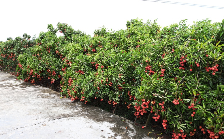 Bắc Ninh lan tỏa sức mạnh đại đoàn kết trong xây dựng nông thôn mới, đô thị văn minh- Ảnh 2. Bắc Ninh lan tỏa sức mạnh đại đoàn kết trong xây dựng nông thôn mới, đô thị văn minh- Ảnh 2.