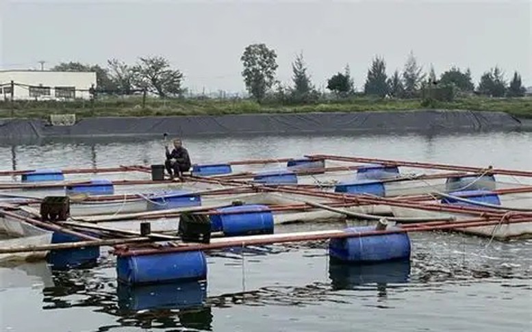 Tổng hợp nhu cầu giống, vật tư thủy sản để khôi phục sản xuất sau mưa lũ