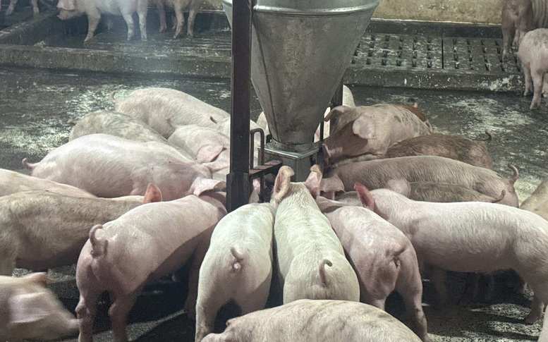 Chống dịch tả lợn châu Phi đi đôi với công tác tái đàn