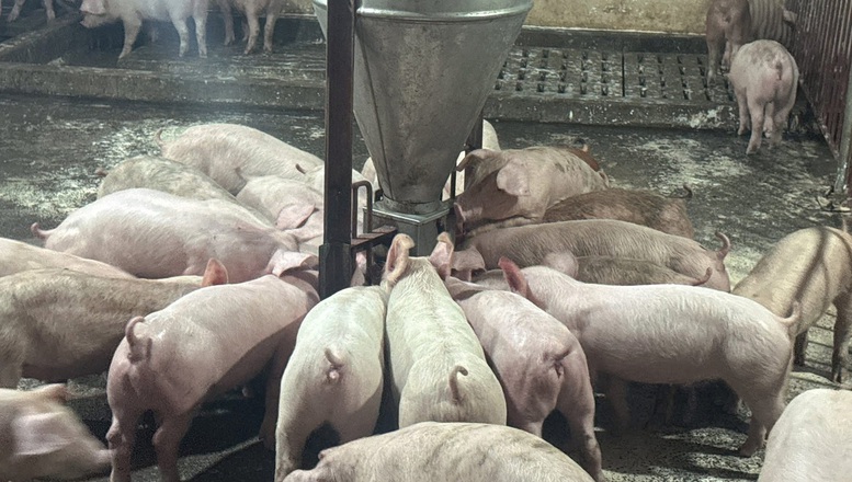 Chống dịch tả lợn châu Phi đi đôi với công tác tái đàn- Ảnh 1. Chống dịch tả lợn châu Phi đi đôi với công tác tái đàn- Ảnh 1.