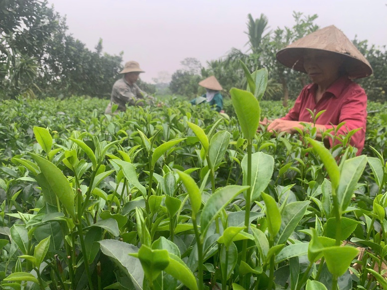 Từ Ba Trại nhìn ra chuỗi giá trị chè Hà Nội: Khi nương chè gắn liền thị trường- Ảnh 1.