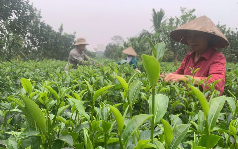 Từ Ba Trại nhìn ra chuỗi giá trị chè Hà Nội: Khi nương chè gắn liền thị trường
