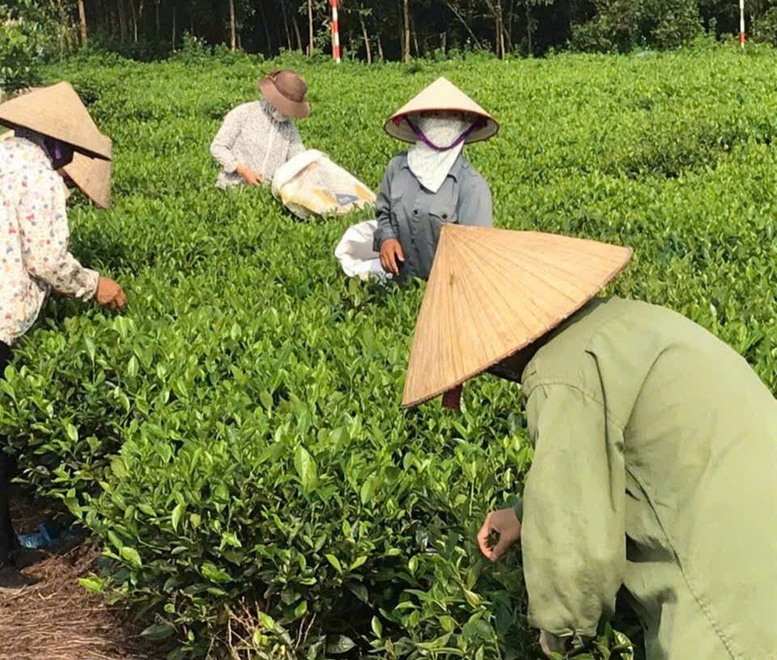 HTX Nông lâm nghiệp Bắc Sơn: Nâng tầm chè địa phương bằng chuỗi giá trị bền vững- Ảnh 1.