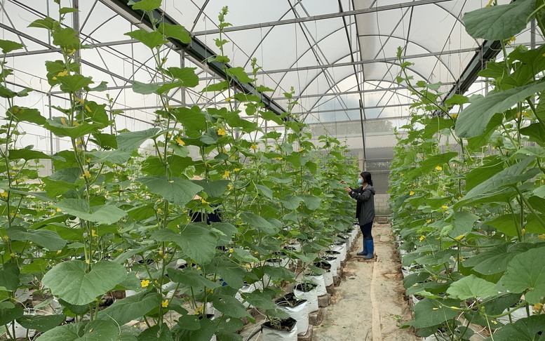 Từ phòng thí nghiệm ra đồng ruộng: Đưa KHCN phục vụ nông nghiệp, nông dân