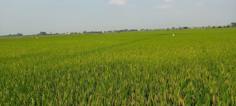 Phát triển liên kết chuỗi giá trị: Động lực nâng cao sản xuất lúa gạo- Ảnh 2.