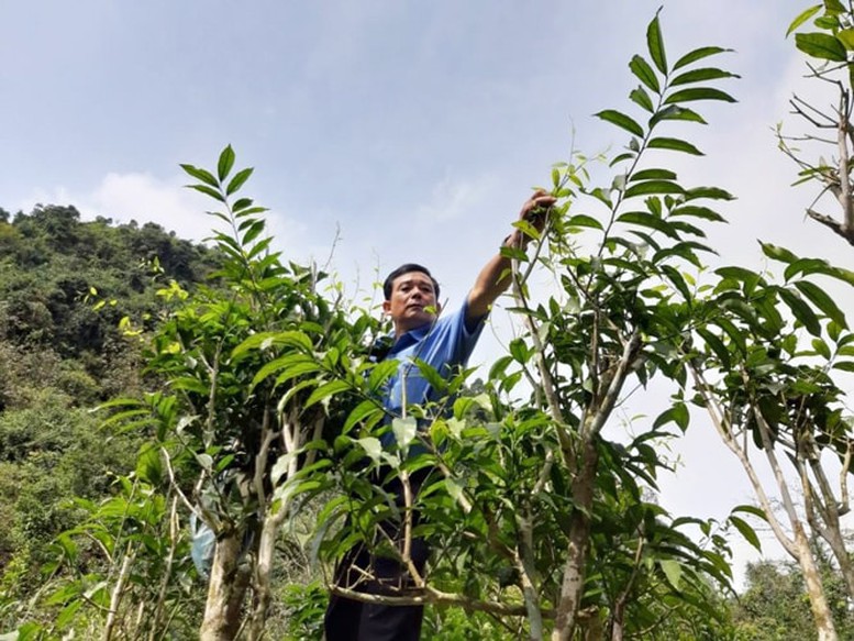 Vững bước thoát nghèo – Lan tỏa sức mạnh từ những mô hình sinh kế bền vững- Ảnh 1.