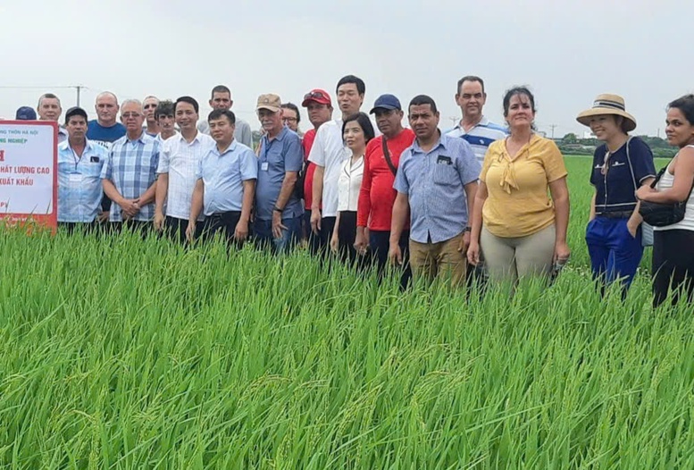 Phát triển liên kết chuỗi giá trị: Động lực nâng cao sản xuất lúa gạo- Ảnh 1.