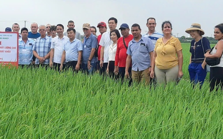 Phát triển liên kết chuỗi giá trị: Động lực nâng cao sản xuất lúa gạo