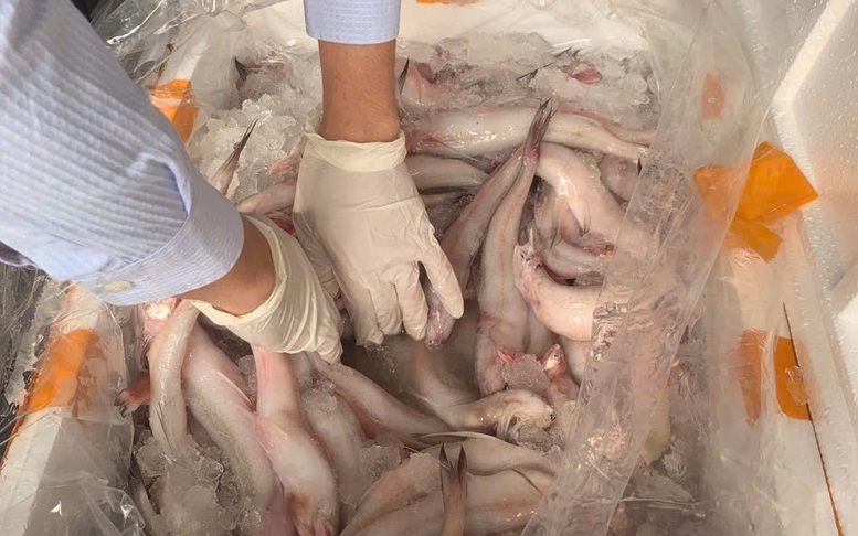 Phát hiện trên 10 tấn cá khoai chứa chất bảo quản cực độc
