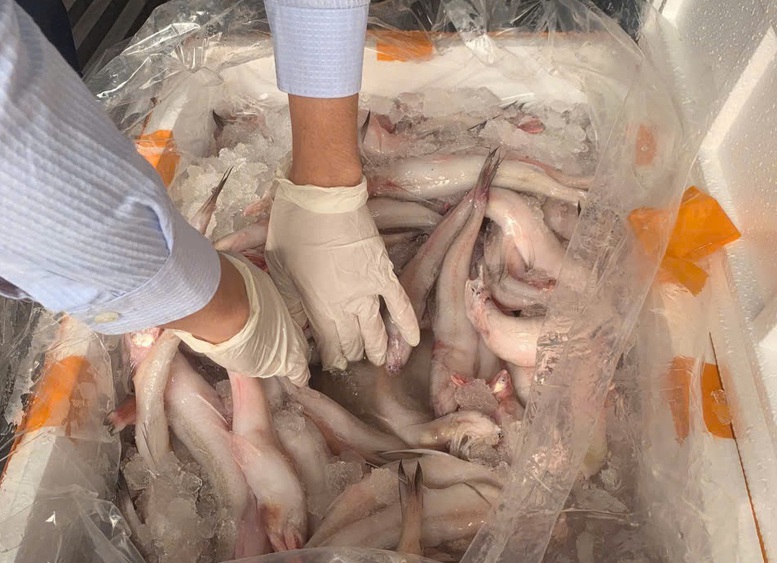 Phát hiện trên 10 tấn cá khoai chứa chất bảo quản cực độc- Ảnh 2.