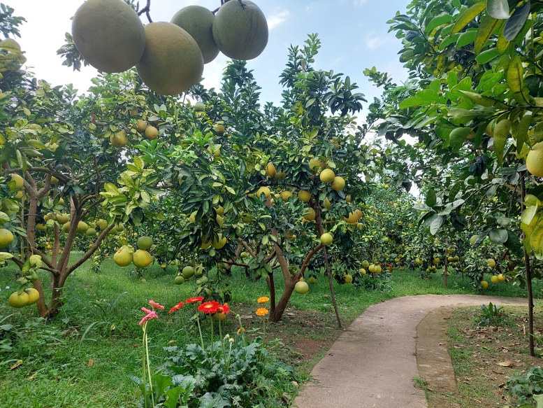 Đổi mới tư duy phát triển nông nghiệp: Từ sản xuất truyền thống đến kinh tế nông nghiệp hiện đại- Ảnh 1.