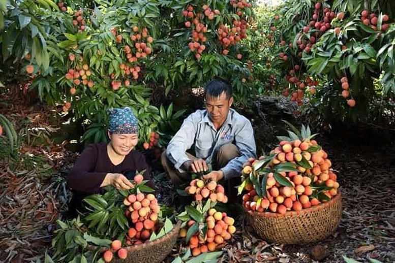 OCOP - Đòn bẩy nâng tầm nông sản Phúc Hòa- Ảnh 2.