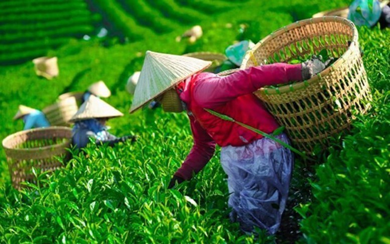 Khẩn trương 'mở lối' cho gần 500 container chè Việt Nam bị ùn ứ tại Pakistan