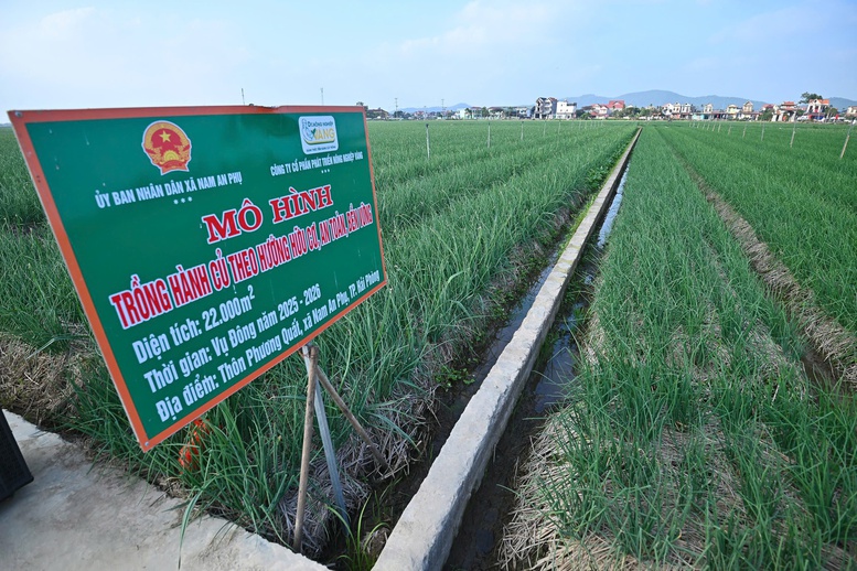 Thị trường rau củ nội địa: Cơ hội, thách thức và hướng phát triển- Ảnh 2.