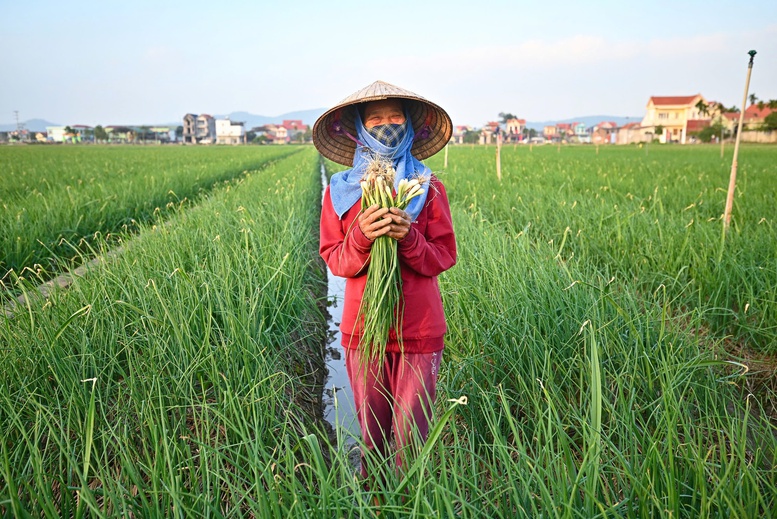 Thị trường rau củ nội địa: Cơ hội, thách thức và hướng phát triển- Ảnh 1.