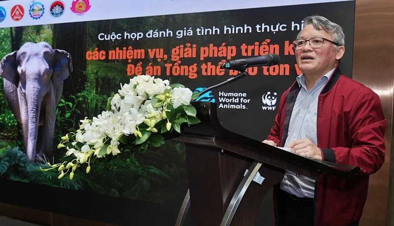 Phục hồi đàn voi từ công tác bảo tồn- Ảnh 1.