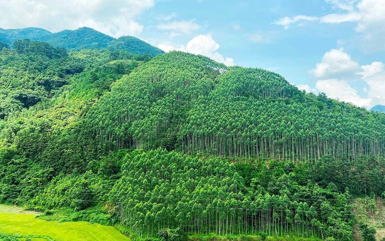 Nâng cao ý thức trồng cây xanh sau '1 tỷ cây xanh Việt Nam'