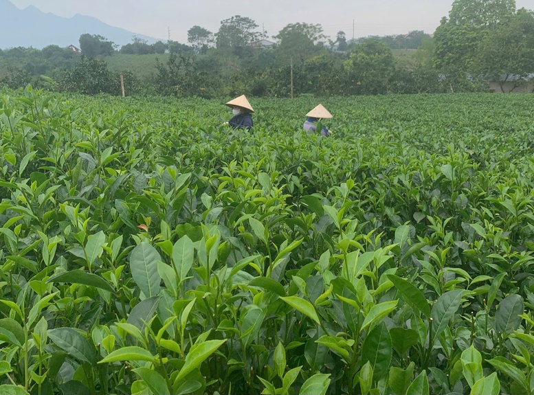 Kinh tế hợp tác- Bánh xe chủ lực xây dựng phát triển nông thôn- Ảnh 1.