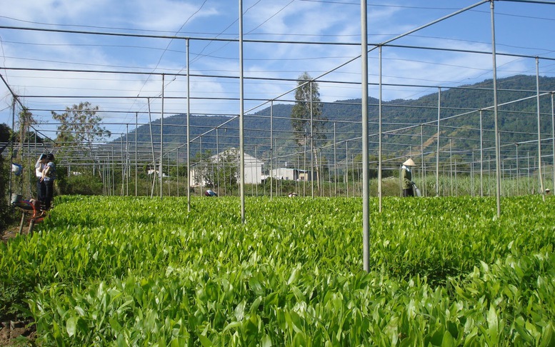 Ngành nông nghiệp vực dậy sản xuất sau thiên tai