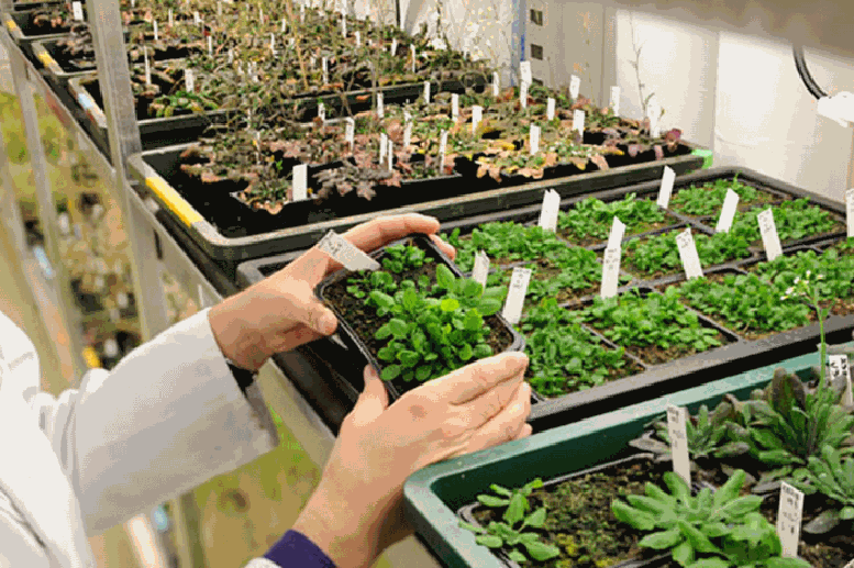 Khung pháp lý mới cho cây trồng chỉnh sửa gen tại châu Âu- Ảnh 1.