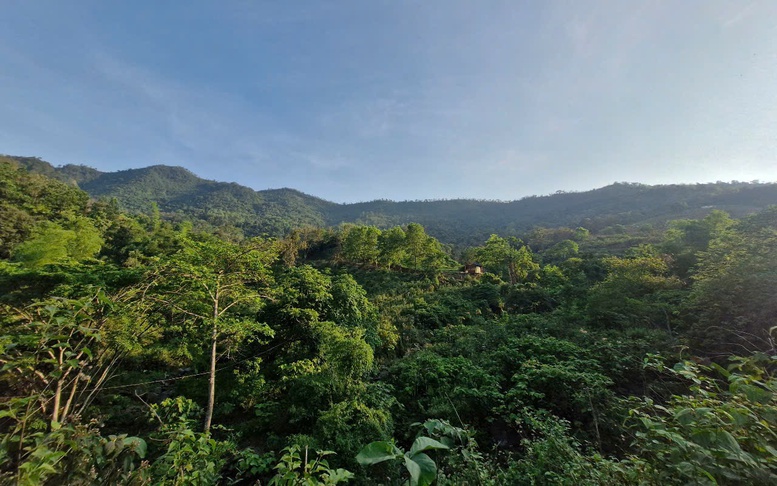 Quỹ Bảo vệ và Phát triển rừng Hà Nội: Trụ cột tài chính cho nhiệm vụ bảo vệ môi trường rừng