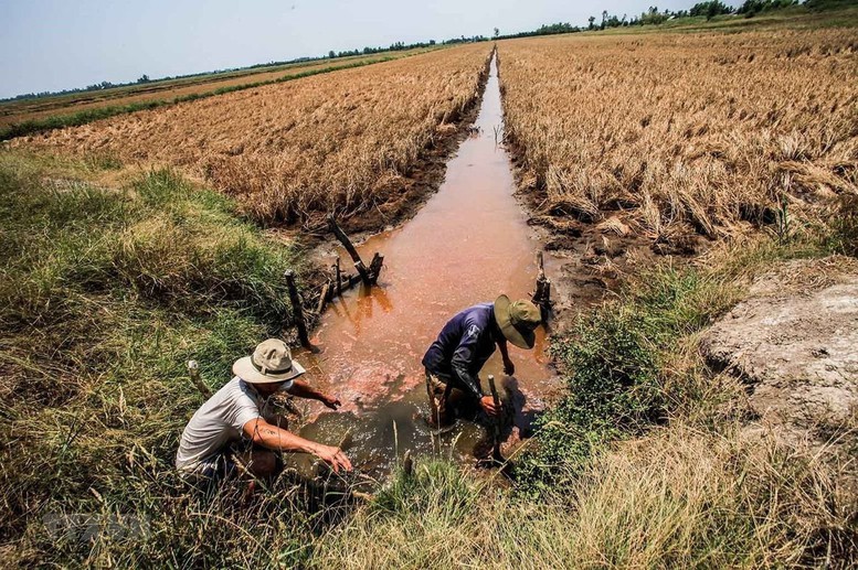 Ứng phó xâm nhập mặn cao điểm ở ĐBSCL- Ảnh 1.