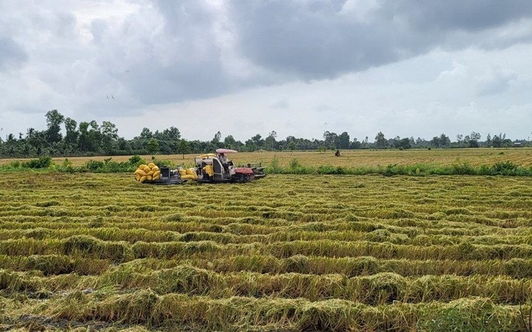 Chủ động thu hoạch lúa đông xuân trước đợt xâm nhập mặn sâu nhất