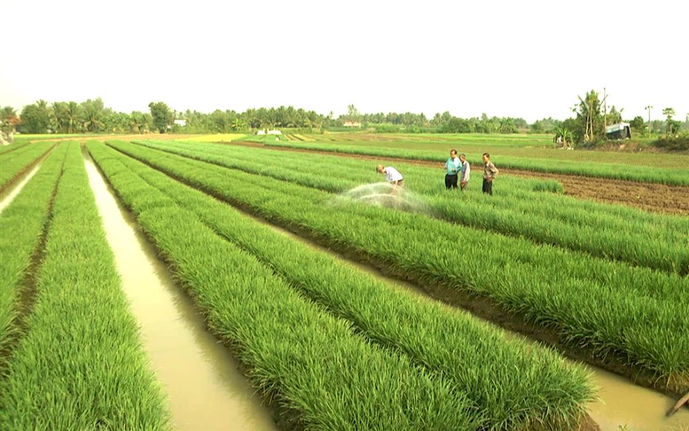 Thời hạn chuyển tiếp thực hiện dự án có sử dụng đất trồng lúa