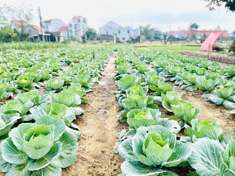 Làng rau Trà Quế đón nhận danh hiệu 'Làng du lịch tốt nhất năm 2024'- Ảnh 2.