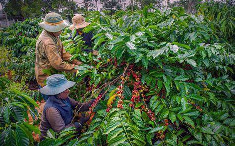 Kim ngạch xuất khẩu cà phê tăng trong tháng đầu năm