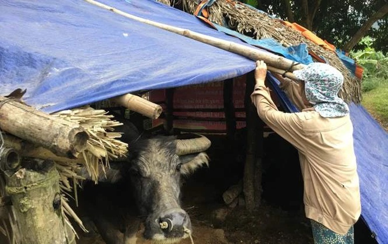 Theo dõi, ứng phó với rét đậm, rét hại- Ảnh 1.