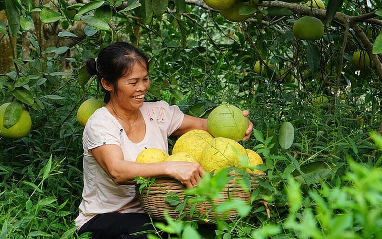 Hiện đại hóa kiểm dịch thực vật để thúc đẩy thương mại các sản phẩm cây trồng