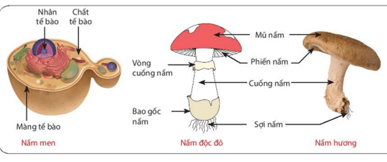 Cảnh báo nấm thay đổi độc tố theo mùa- Ảnh 1.