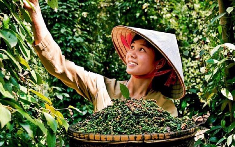 Hồ tiêu Việt Nam: 'Vàng đen' sẵn sàng bứt phá