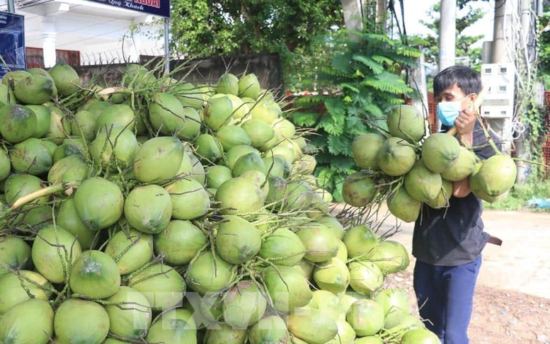 Dừa tươi: Từ tín hiệu thị trường đến phát triển bền vững