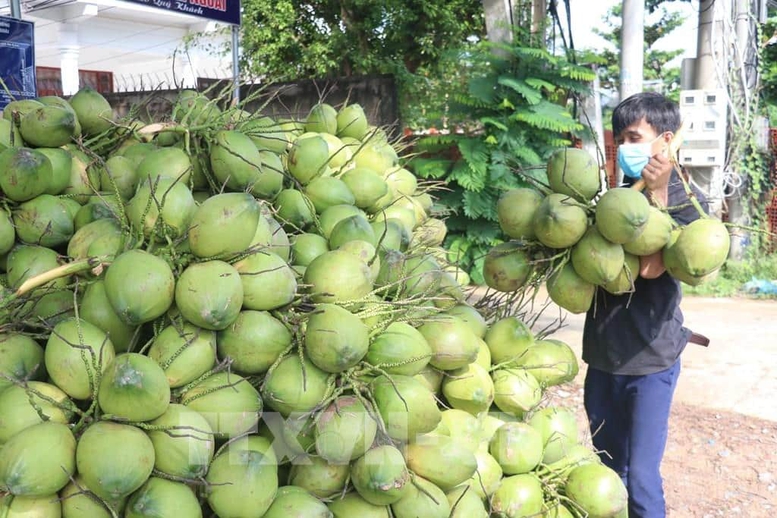 Dừa tươi: Từ tín hiệu thị trường đến phát triển bền vững- Ảnh 1.