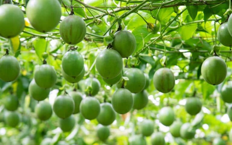 Xuất khẩu rau quả: Nhìn từ sự sụt giảm của sầu riêng